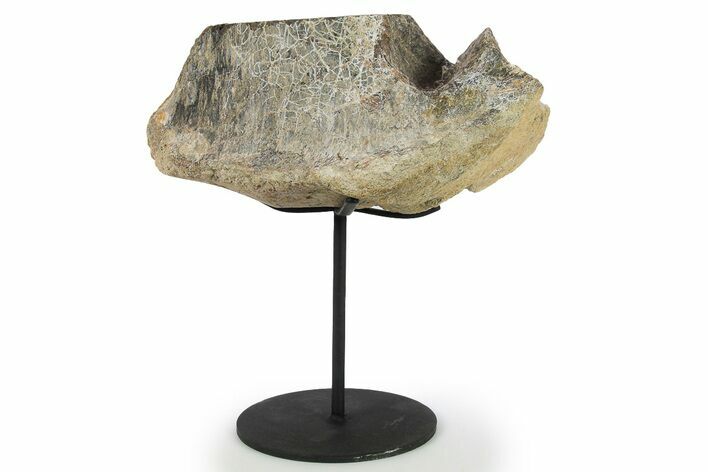 Fossil Sauropod Vertebra Section w/ Metal Stand - Colorado #294915